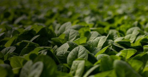 Vegetable Juice Concentrates