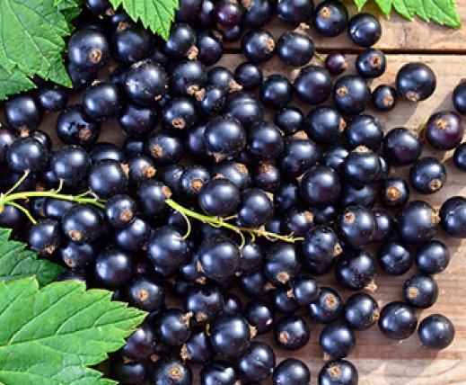 Black currant	