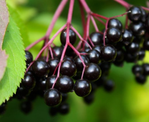 Elderberry