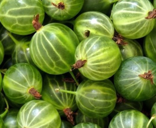 Gooseberry