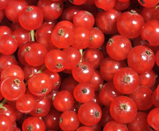 Red currant	