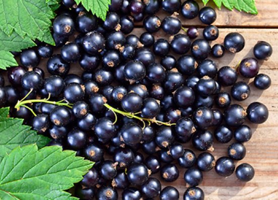 Black currant	