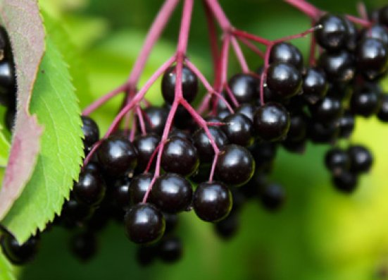 Elderberry
