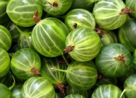 Gooseberry